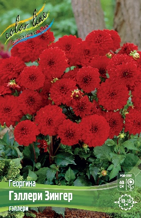 Георгина Гэллери Зингер 1шт (Колорлайн)