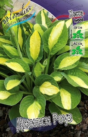 Хоста Джипси Роуз 1шт (Колорлайн)