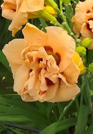 Лилейник Априкот Блисс 1шт  (Колорлайн)