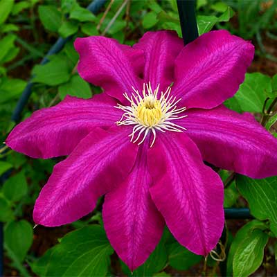 Клематис Вино (капер) 1шт (Поиск)