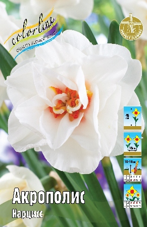 Нарцисс Акрополис 12/14 1шт (Колорлайн)