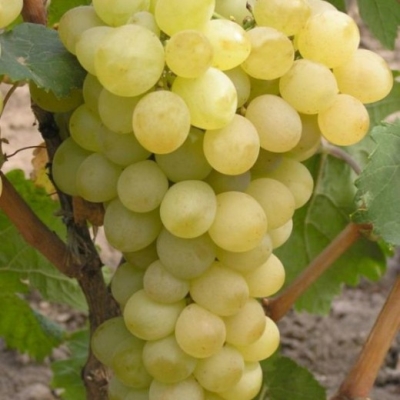 Виноград Августин (коробка) 1шт (Сиб Сад)