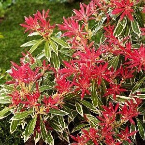 Пиерис Флэминг Сильвер (туба Р9) 1шт (Колорлайн)