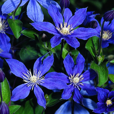 Клематис Арабелла (капер) 1шт (Поиск)