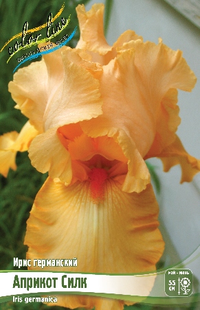 Ирис Априкот Силк (Германский) 1шт (Колорлайн)