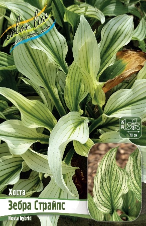 Хоста Зебра Страйпс 1шт (Колорлайн)