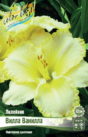 Лилейник Вилла Ванилла 1шт (Колорлайн)