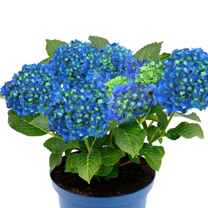 Гортензия Блю Пауэр (Крупнолистовая) (контейнер Р12) 1шт (Колорлайн)