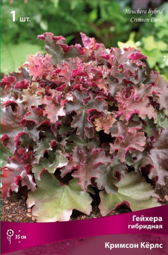 Гейхера Кримсон Керлс 1шт (Поиск)