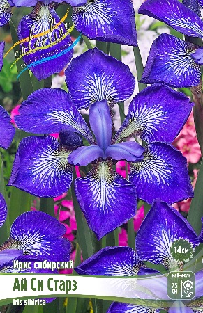 Ирис Ай Си Старз (Сибирский) 1шт (Колорлайн)