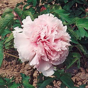 Пион Букет Розовых Гвоздик ДР/привитый (коробка) 1шт (Поиск)