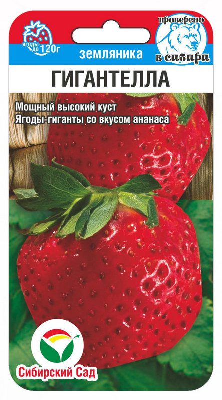 Земляника Гигантелла 10шт (Сиб сад)