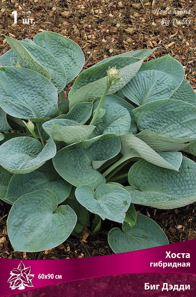 Хоста Биг Дэдди 1шт (Поиск)