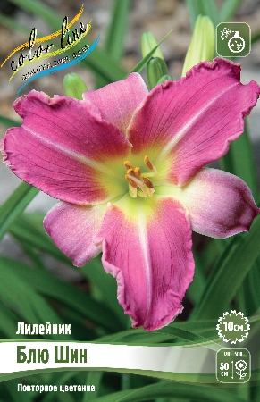 Лилейник Блю Шин 1шт (Колорлайн)