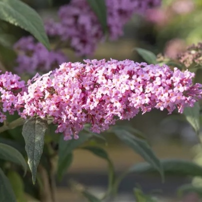 Буддлея Пинк Пантер 1шт (Поиск)