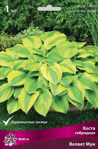 Хоста Велвет Мун 1шт (Поиск)