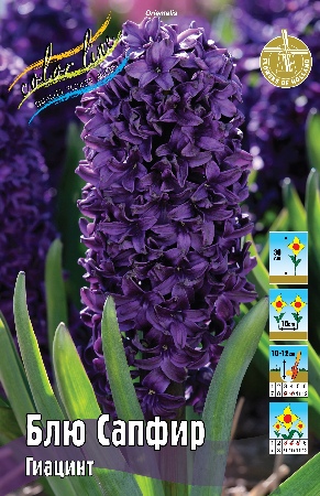Гиацинт Блю Сапфир 14/15 1шт (Колорлайн)