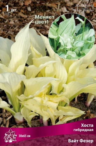 Хоста Вайт Фезер 1шт (Поиск)