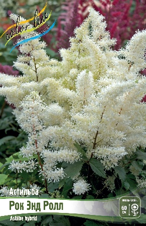 Астильба Рок Энд Ролл 2/3 1шт (Колорлайн)