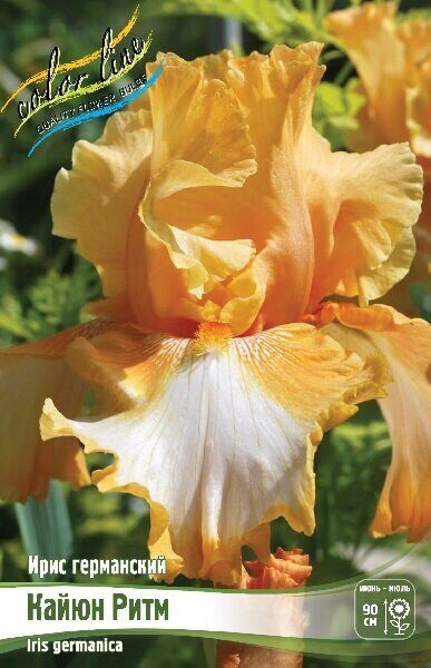Ирис Кайюн Ритм (Германский) 1шт (Колорлайн)