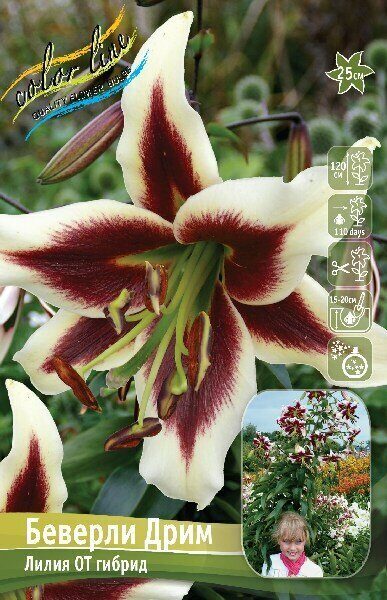 Лилия Беверли Дрим (OT гибрид) 12/14 1шт (Колорлайн)