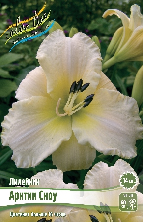 Лилейник Арктик Сноу 1шт (Колорлайн)