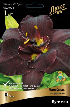 Лилейник Бугимен 1шт (Поиск)