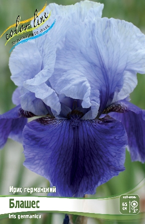 Ирис Блашес (Германский) 1шт (Колорлайн)