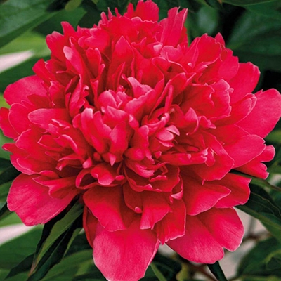 Пион Генерал Мак-Магон 2/3 1шт (Поиск)