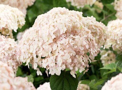Гортензия Кандибелле Маршмеллоу (Древовидная) (туба Р9) 1шт (Колорлайн)