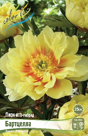 Пион Бартцелла (ИТО) 3/5 1шт (Колорлайн)