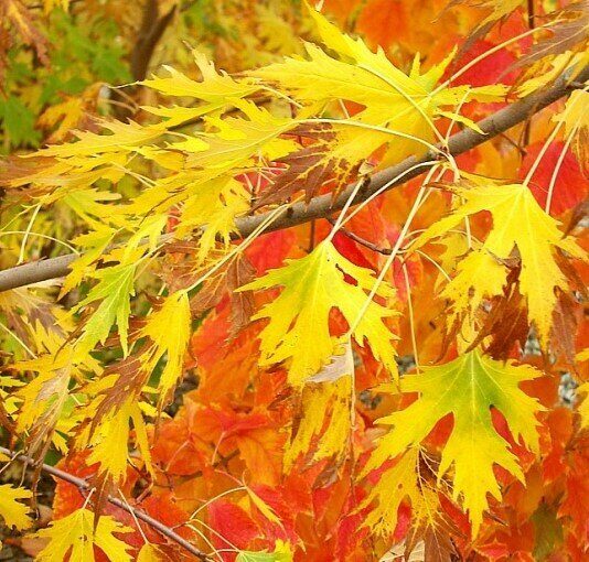 Клен Виери Лациниатум 1шт (Поиск)