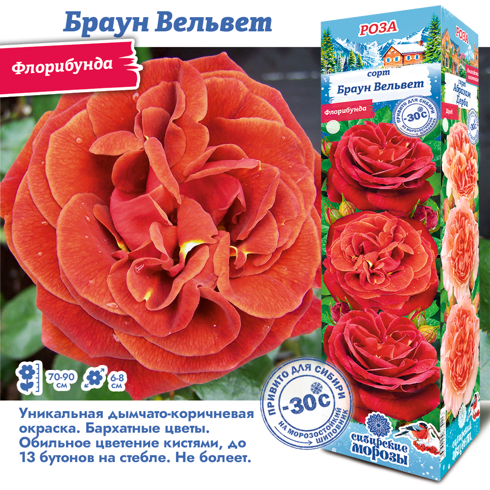 Роза Браун Вельвет (Флорибунда) 1шт (Сиб сад)