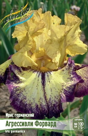 Ирис Агрессивли Форвард (Германский) 1шт (Колорлайн)