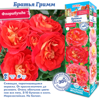 Роза Братья Гримм (Флорибунда) 1шт (Сиб сад)