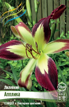 Лилейник Апплика 1шт (Колорлайн)