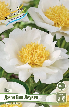 Пион Джон Ван Леувен 2/3 1шт (Колорлайн)