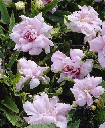 Калистегия Флоре Плено (туба Р9) 1шт (Колорлайн)