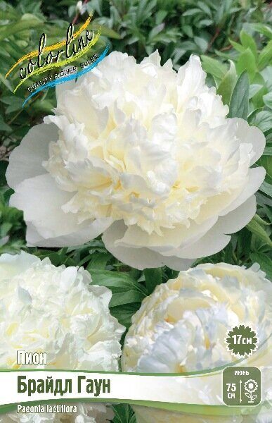 Пион Брайдл Гаун 2/3 1шт (Колорлайн)