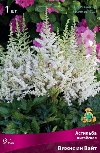 Астильба Вижнс ин Вайт 1шт (Поиск)