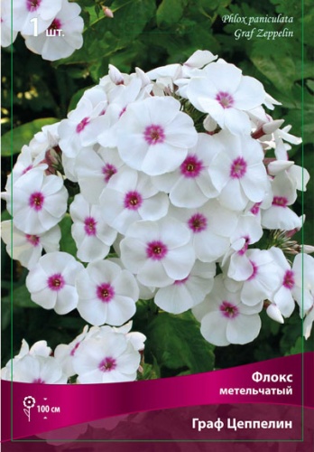 Флокс Граф Цеппелин 1шт (Поиск)