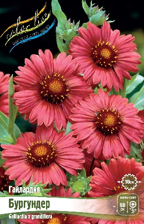 Гайлардия Бургундер 1шт (Колорлайн)