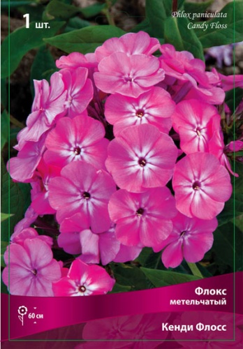 Флокс Кэнди Флосс 1шт (Поиск)