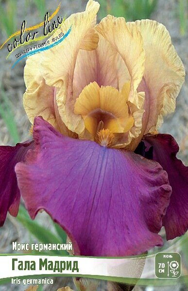 Ирис Гала Мадрирд (Германский) 1шт (Колорлайн)
