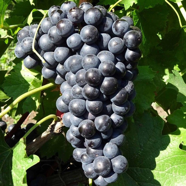 Виноград Кишмиш Черный изумруд (Блек Эмеральд сидлис) (коробка) 1шт (Поиск)