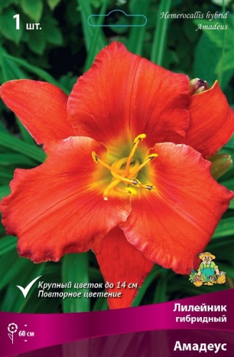 Лилейник Амадеус 1шт (Поиск)