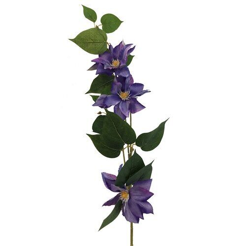 Клематисы  (Сиб Сад)