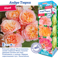 Роза Андре Тюрка (Шраб) 1шт (Сиб сад)