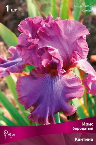 Ирис Кантина (Германский) 1шт (Поиск)