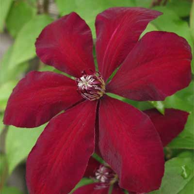 Клематис Вестерплатте (капер) 1шт (Поиск)